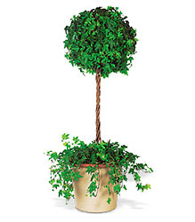 Ivy Topiary from Richardson's Flowers in Medford, NJ