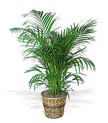 Areca Palm from Richardson's Flowers in Medford, NJ