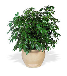 Arboricola from Richardson's Flowers in Medford, NJ
