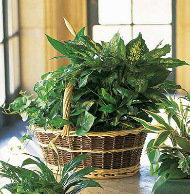Large Basket Garden from Richardson's Flowers in Medford, NJ