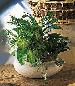 Medium Dish Garden from Richardson's Flowers in Medford, NJ