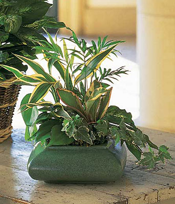 Small Garden Dish from Richardson's Flowers in Medford, NJ