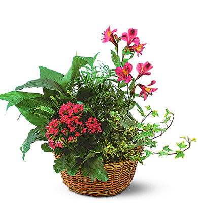 Dish Garden with Pinks from Richardson's Flowers in Medford, NJ