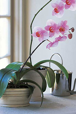 Lavender Phalaenopsis Orchid from Richardson's Flowers in Medford, NJ