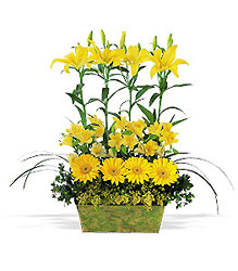 Yellow Garden Rows from Richardson's Flowers in Medford, NJ