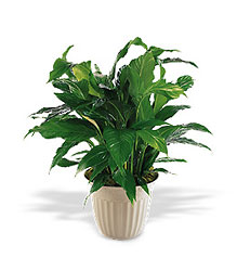 Spathiphyllum Plant from Richardson's Flowers in Medford, NJ