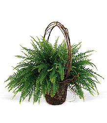 Faithful Fern from Richardson's Flowers in Medford, NJ
