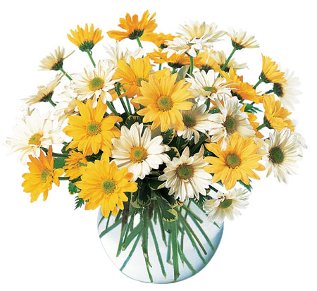 Dashing Daisies from Richardson's Flowers in Medford, NJ