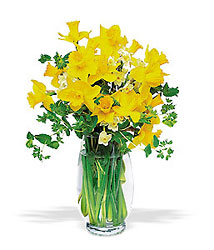 Charming Daffodils from Richardson's Flowers in Medford, NJ