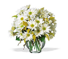 Daisy Cheer from Richardson's Flowers in Medford, NJ