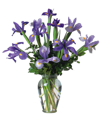 Incredible Iris from Richardson's Flowers in Medford, NJ