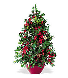 Boxwood Tree from Richardson's Flowers in Medford, NJ