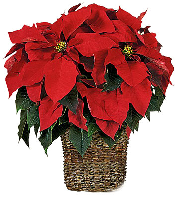 6" Red Poinsettia from Richardson's Flowers in Medford, NJ